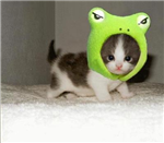 Cuteness Meter