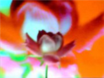 Flowers By Shane