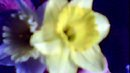 FLOWER DIGITAL ART BY SHANE L MILLER