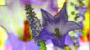 FLOWER DIGITAL ART BY SHANE L MILLER