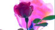 FLOWER DIGITAL ART BY SHANE L MILLER
