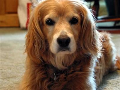 I Know Your Future Dogs Name!
