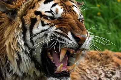 Que Animal Serias Segun Tu Actitud