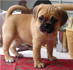 Puggles