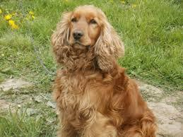 Hangi Cins Köpek Sana Uygun????