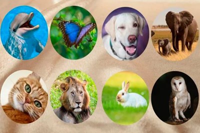 Cual es tu animal favorito