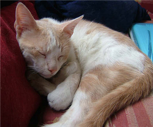 ¿Cuanto Sabes De Los Gatos?