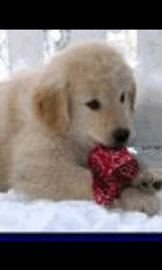 What Is Your Lucky Animal?