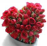 Beautiful Flowers