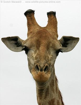 Giraffes And Pancakes