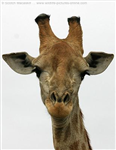 Giraffes And Pancakes