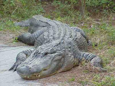Reptile Quiz
