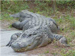 Reptile Quiz