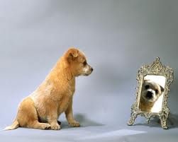 doggy