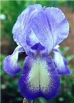 La Fleur