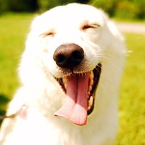 Hangi Köpek Senin İçin Uygun