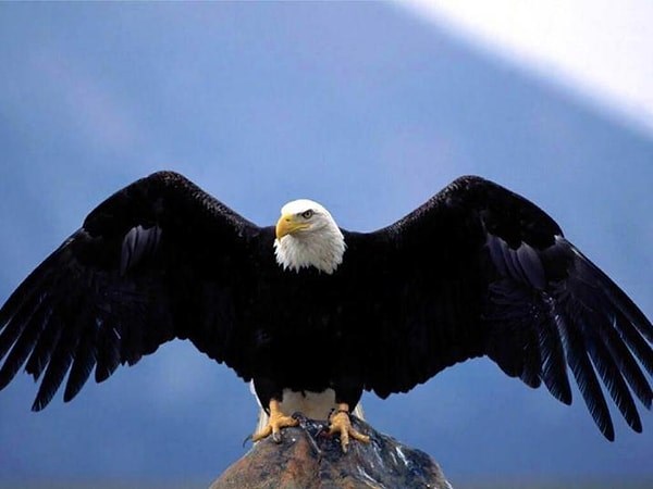 Hangi Beşiktaş Efsanesisin