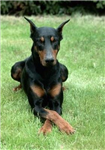 Köpeğini Seç?