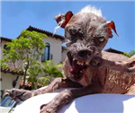 Dogs Chooser