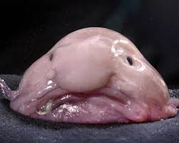 Quel Poisson Est Tu ?