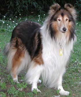 What Dog Are You?