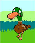 Happy Quack