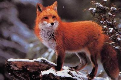Renard Ou Cochon ?