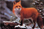 Renard Ou Cochon ?