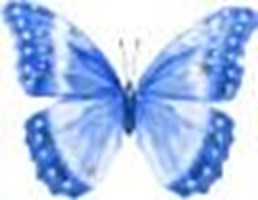 What Kind Of Butterfly Are You?
