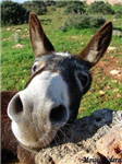 ¿Eres Inteligente O Un Asno?