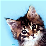 Kedi mi Kopek mi? 