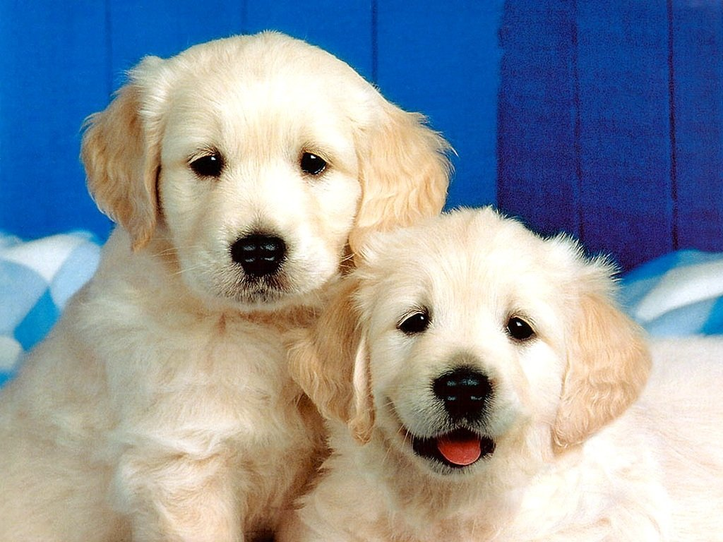 Hangi Köpeğin Olacak?