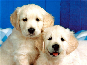 Hangi Köpeğin Olacak?
