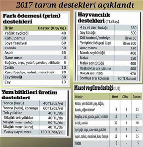 Sen Hangi Wwe Dövüşçüsüsün