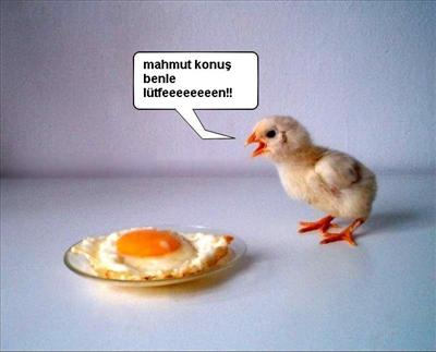 Kanka Mı? Sewgili Mi ? 