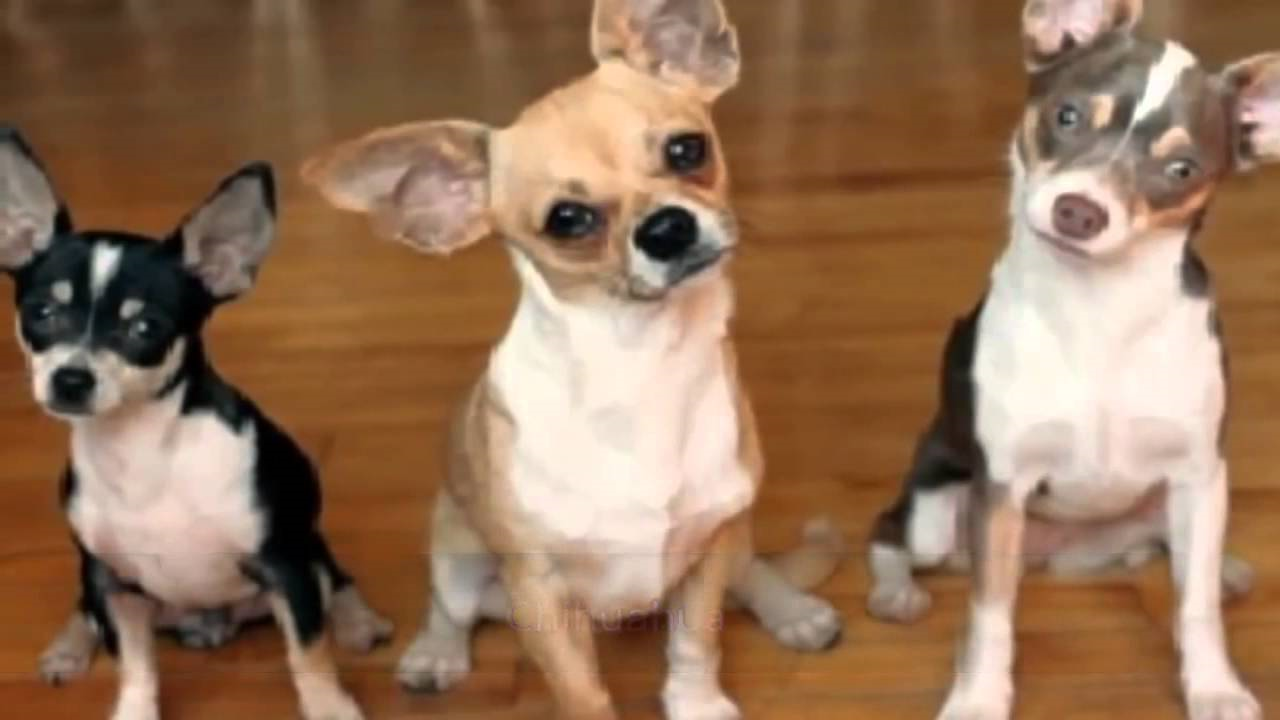 Hangi Köpek Sana Göre??