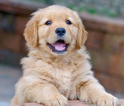 Che animale ti rappresenta? 