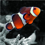 The Gift Of Fish