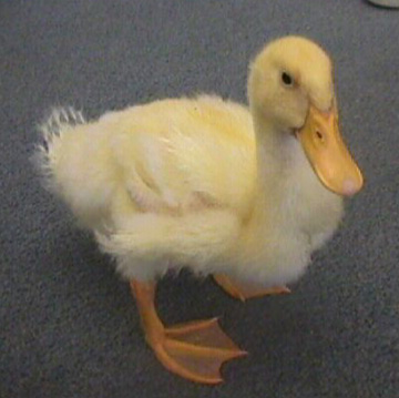 How Much Of A Duck Are You?