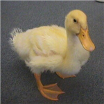 How Much Of A Duck Are You?