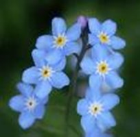 What Flower Are You?