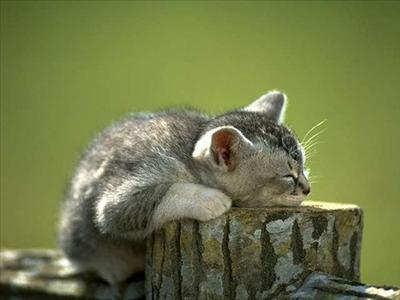 En Quel Animal Vas Tu Te Réincarner?