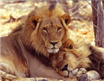 What Animal Are You?