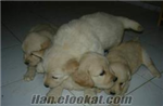 Köpekler