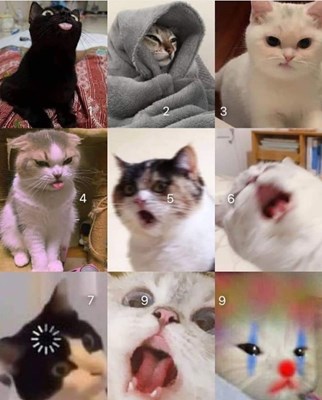 Que Gato Eres?