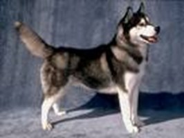 Ensevdiğin Köpek Hangisidir?