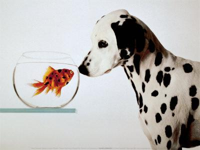 What Dog Breed Are You?