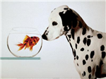 What Dog Breed Are You?