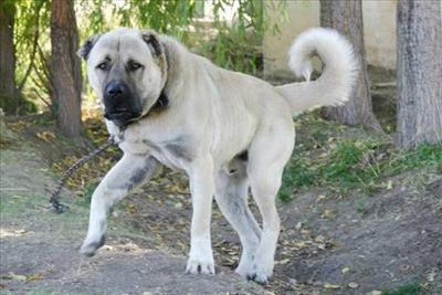 Kangal Pitbull