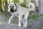 Kangal Pitbull
